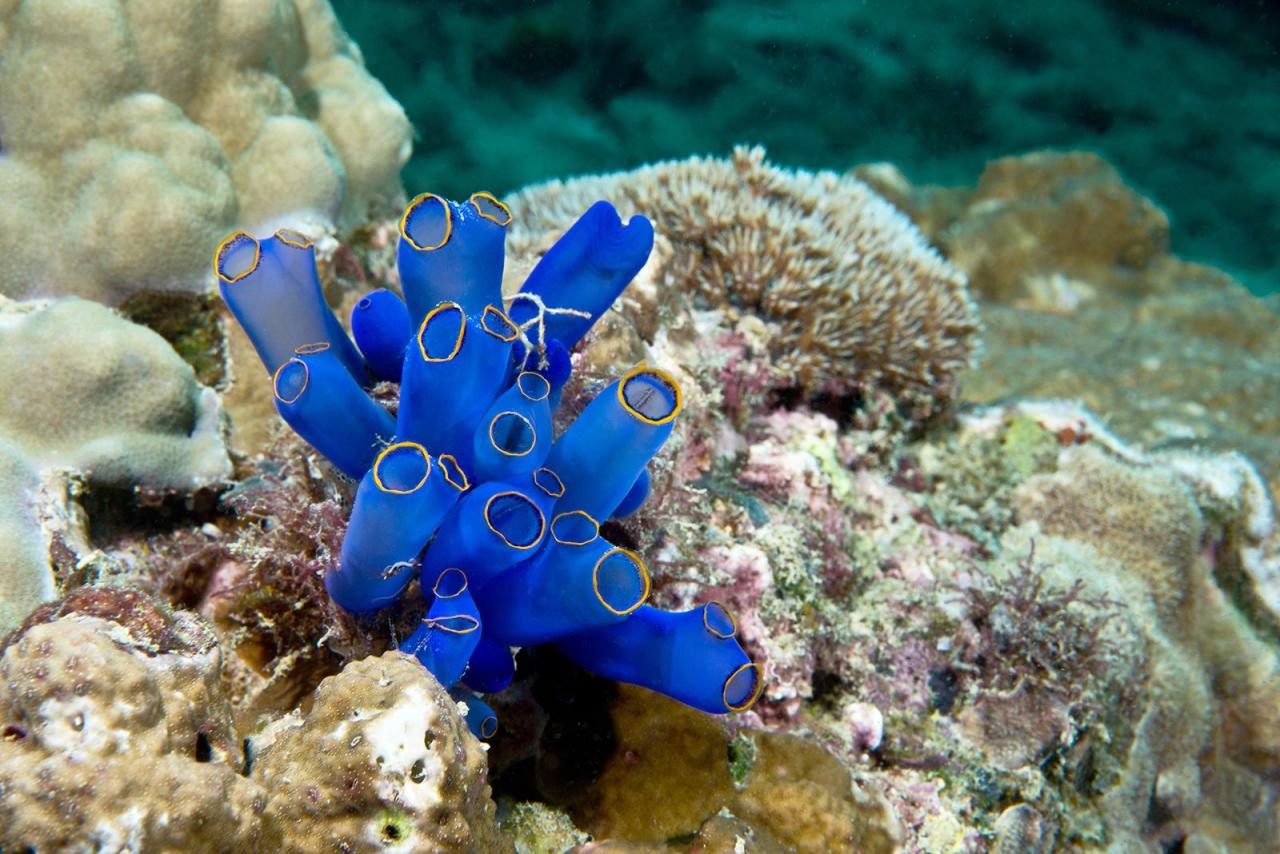 Tunicate | Anatomy, Habitat & Adaptations | Britannica