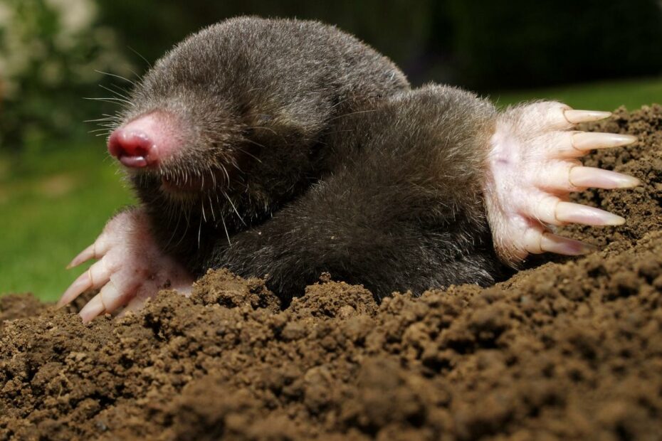 Get Rid Of Moles? Not So Fast - The English Garden