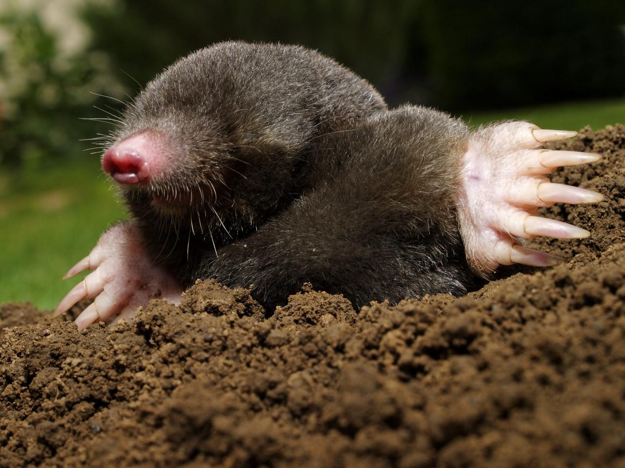 Get Rid Of Moles? Not So Fast - The English Garden