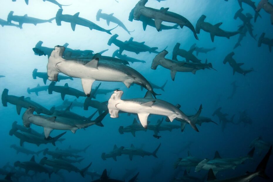 Cocos Island Shark Conservation Expedition - August 2021