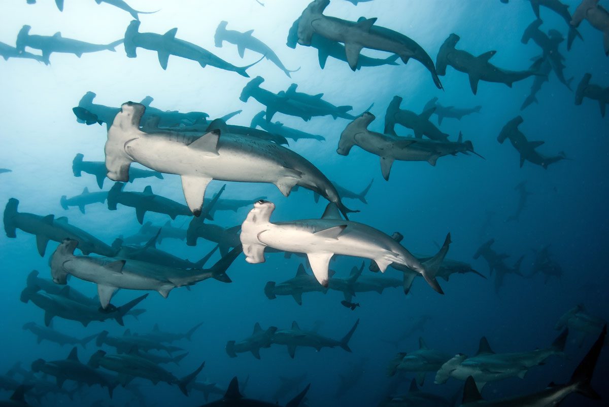 Cocos Island Shark Conservation Expedition - August 2021