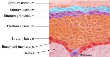 Human Skin Diagram, Structure & Function - Video & Lesson Transcript |  Study.Com