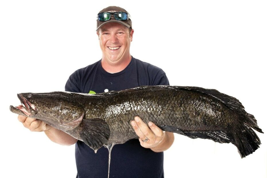 World-Record Snakehead Fish Caught In U.S. : The Two-Way : Npr