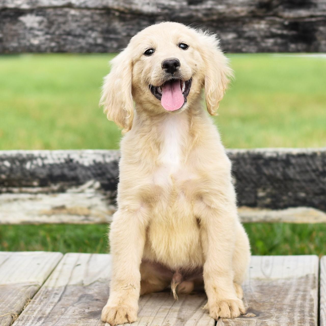 Mini Golden Retrievers | Goldenquest Comfort Retrievers®