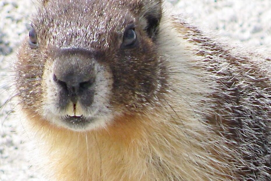 The Marmots Of British Columbia: Interesting Facts And Photos - Owlcation