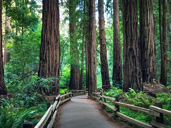 Not Worth Visiting - Review Of Muir Woods National Monument, Mill Valley,  Ca - Tripadvisor