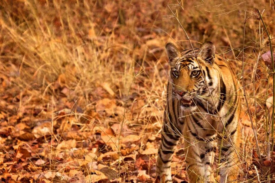 Tiger | Defenders Of Wildlife