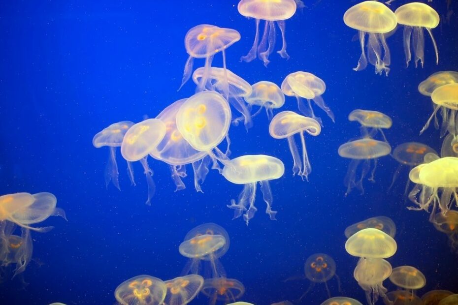 How Dangerous Is A Jellyfish'S Sting - And What To Do If You Are Stung |  Madeformums