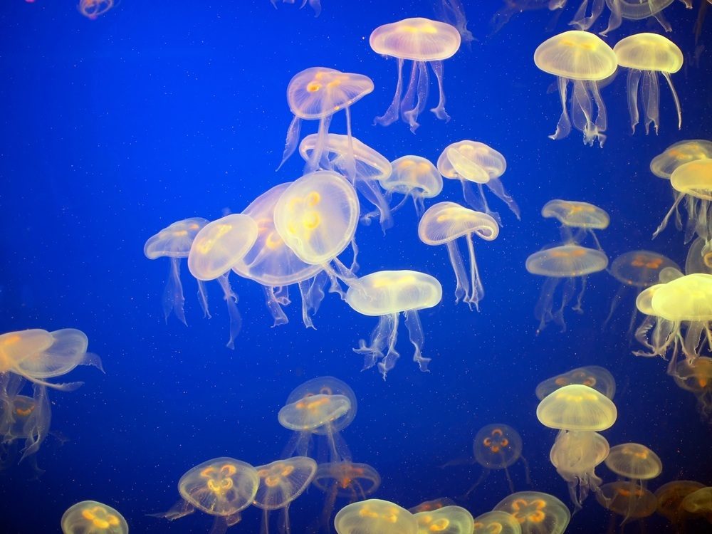 How Dangerous Is A Jellyfish'S Sting - And What To Do If You Are Stung |  Madeformums