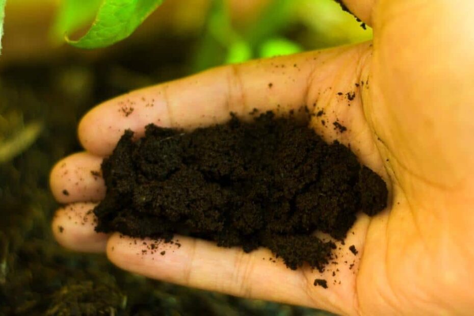 Are Coffee Grounds Good Or Bad For Tomatoes?