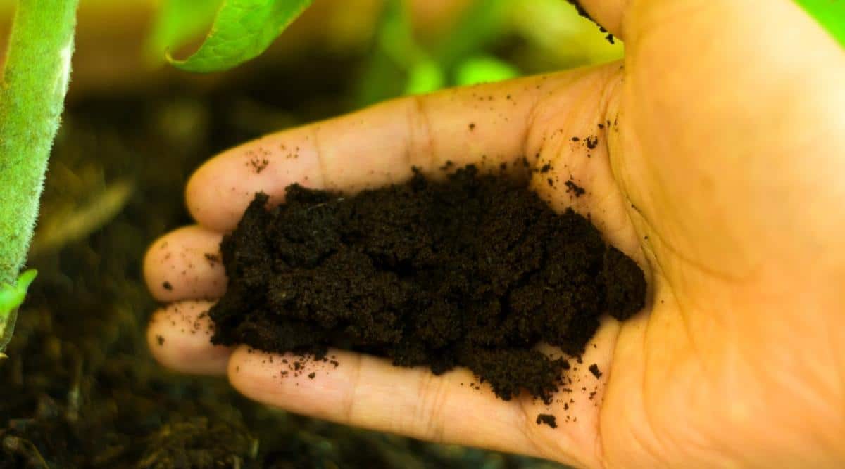 Are Coffee Grounds Good Or Bad For Tomatoes?