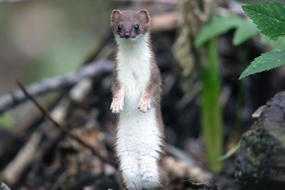 Magical Mustelids - Barker-Ewing Scenic Float Trips - Jackson Hole And Grand  Teton Jackson Hole