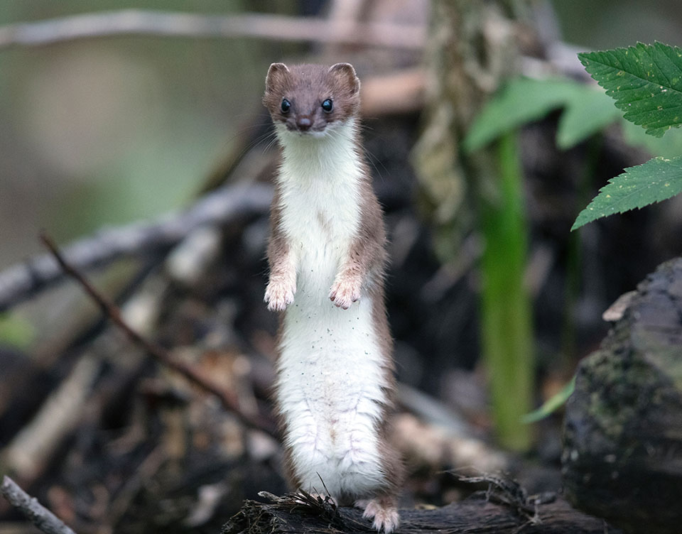 Magical Mustelids - Barker-Ewing Scenic Float Trips - Jackson Hole And Grand  Teton Jackson Hole