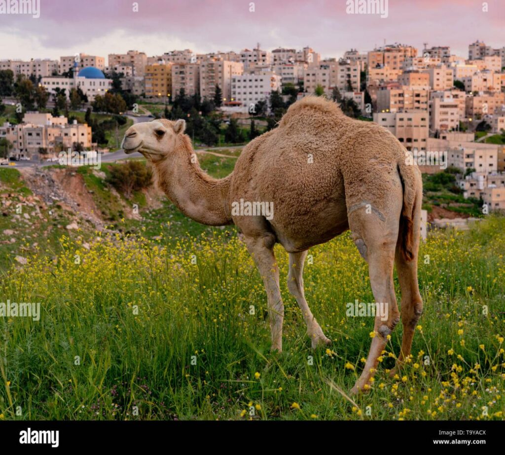 Are There Wild Camels In Jordan? Exploring Jordans Camel Population