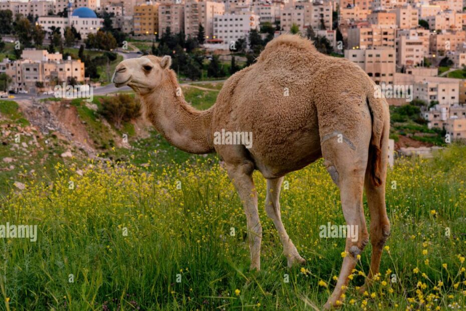 Wild Camel Looks Over The Skyline Of Amman, Jordan Stock Photo - Alamy