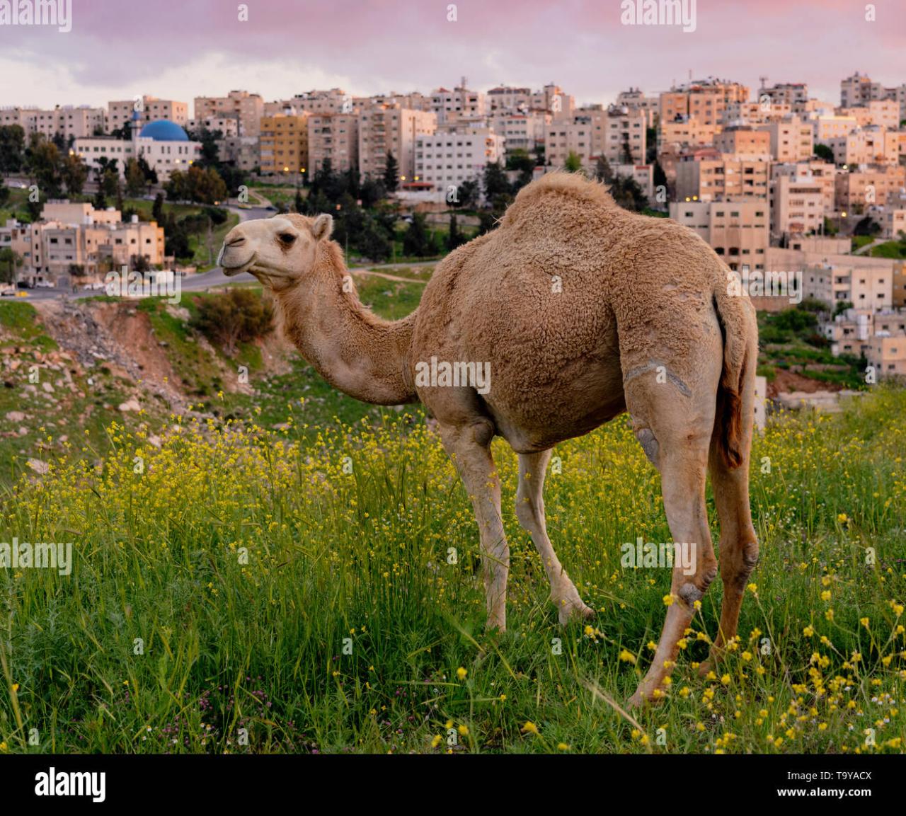 Wild Camel Looks Over The Skyline Of Amman, Jordan Stock Photo - Alamy