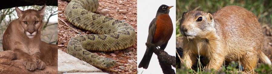 Wildlife - Bryce Canyon National Park (U.S. National Park Service)