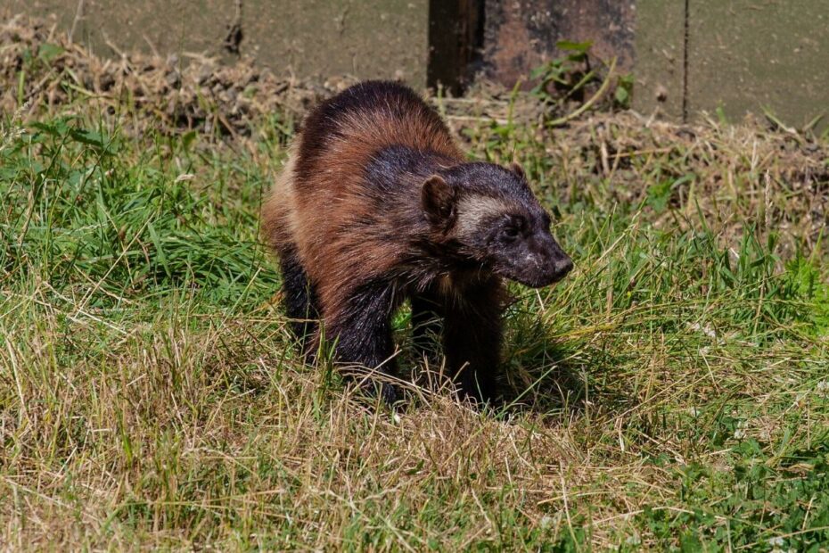 Wolverine Mystery: Researchers Scour California High Country, But Rare  Creature Remains Elusive