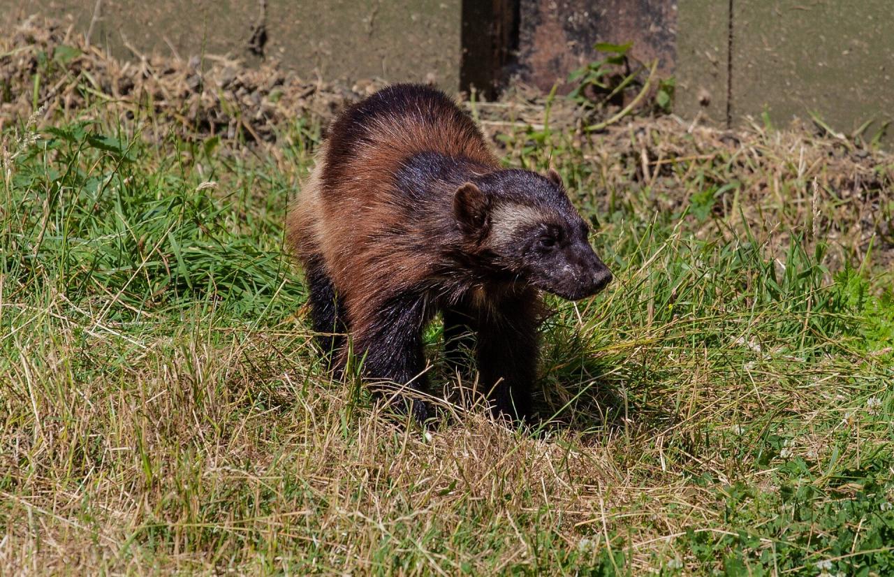 Wolverine Mystery: Researchers Scour California High Country, But Rare  Creature Remains Elusive