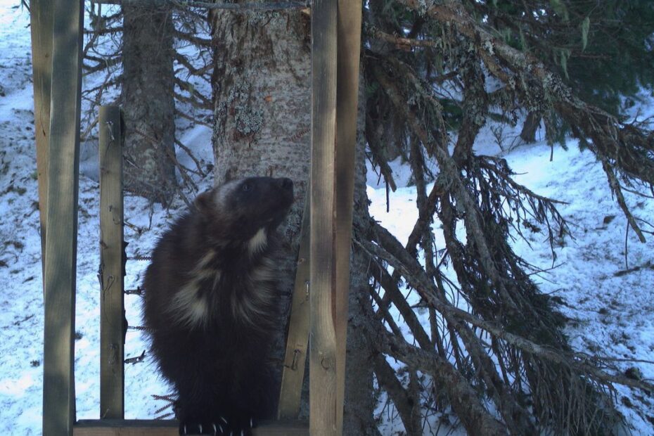 First Wolverine Family Makes A Home In Mount Rainier National Park In 100  Years | Smart News| Smithsonian Magazine