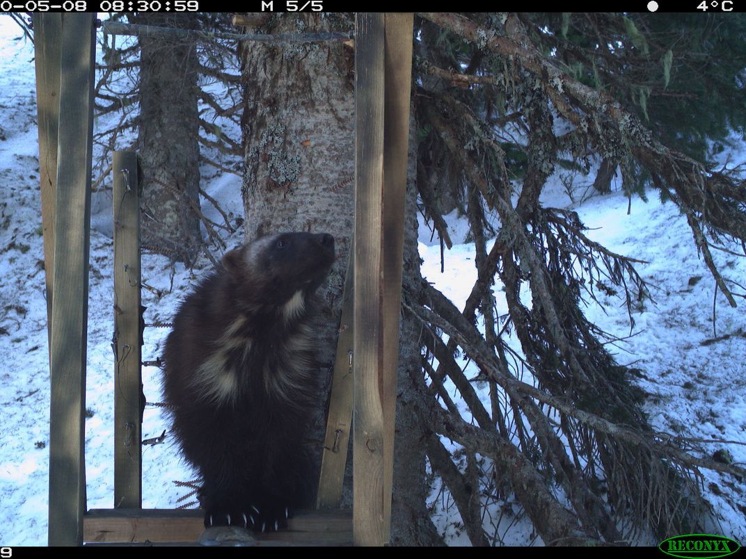 First Wolverine Family Makes A Home In Mount Rainier National Park In 100  Years | Smart News| Smithsonian Magazine