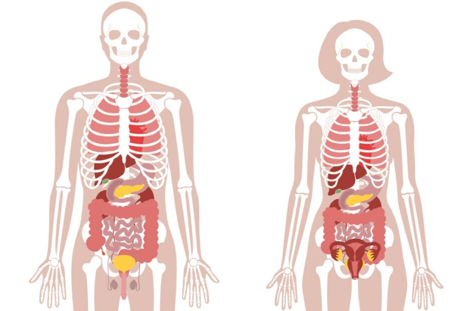 The Human Body: Anatomy, Facts & Functions | Live Science