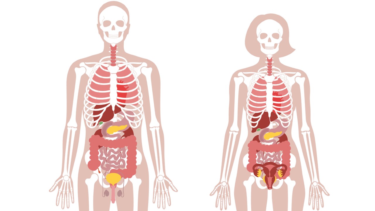 The Human Body: Anatomy, Facts & Functions | Live Science