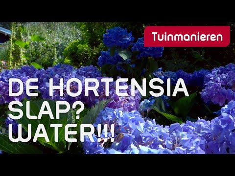 Wat doen als je Hortensia slap hangt? Water. | Alles over de Hortensia | Tuinmanieren