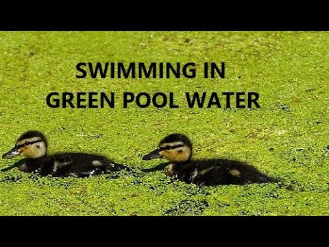 Can You Swim In Green Pool Water?