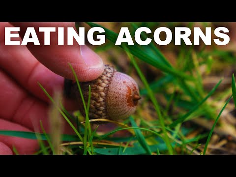 How to eat acorns, but maybe don't