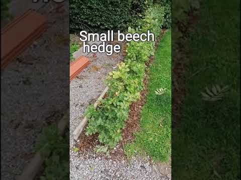 How to Prune a newly planted hedge