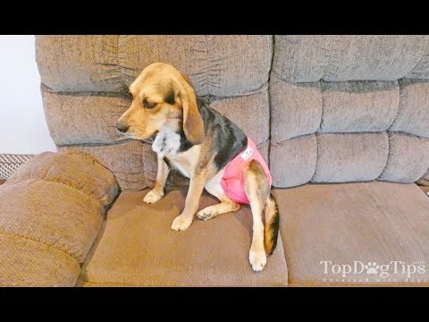 How to Make a Dog Diaper Yourself for Cheap (Simple DIY Guide)