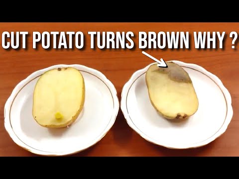 Why cut Potato  turns dark brown in color  | Potato oxidation Science Experiment