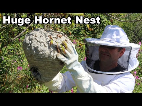 Why You Should Never Approach A Hornet Nest - What's Inside An Active Colony. Mousetrap Monday