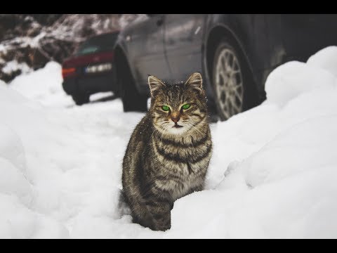 How to make a warm shelter for cold stray cats