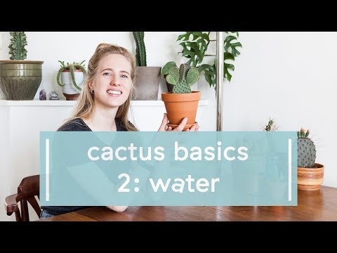 Cactus Basics: Water