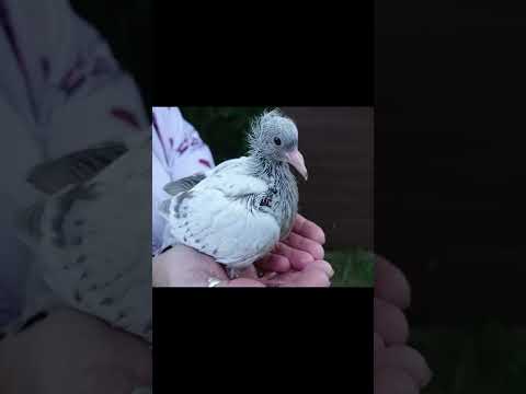 Baby Pigeon growth 1-30 days old