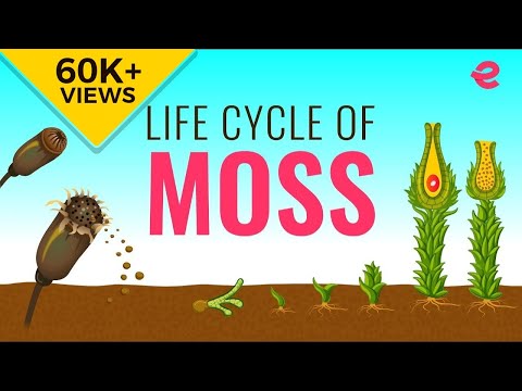What is the Lifecycle of a Moss? | Biology | Extraclass.com