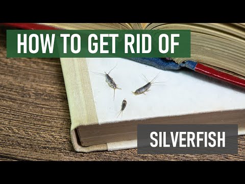 How to Get Rid of Silverfish (4 Easy Steps)