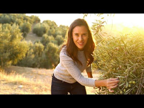 OLIVE OIL | How is it Made? in Spain! (OLIVE: How Does it Grow?)