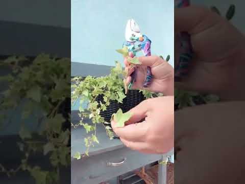 Best way to root your English Ivy Plant | Growing English Ivy | Common Ivy