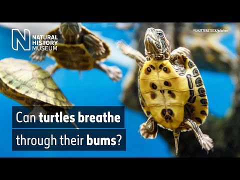 How do turtles breathe underwater? | Natural History Museum
