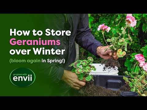 Complete Guide to Overwintering Geraniums