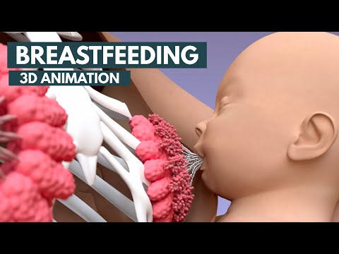Breastfeeding | 3D Animation