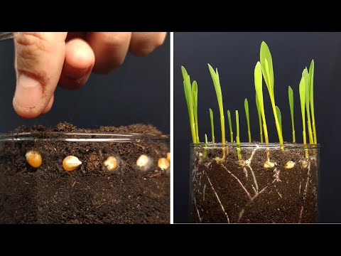 Growing corn time lapse #greentimelapse #gtl #timelapse