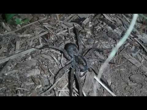 Phone Hack - How to Find Big Spiders at Night