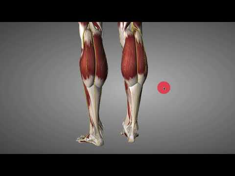 Onderbeenklachten - Pijn in je onderbeen?