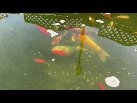 Episode 2 Koi on the bottom help please pond problems water quality is good