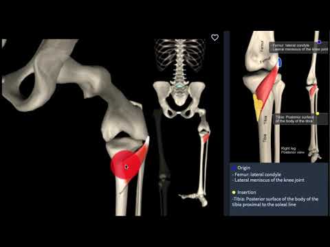 Musculus Popliteus - Pijn in je knieholte?