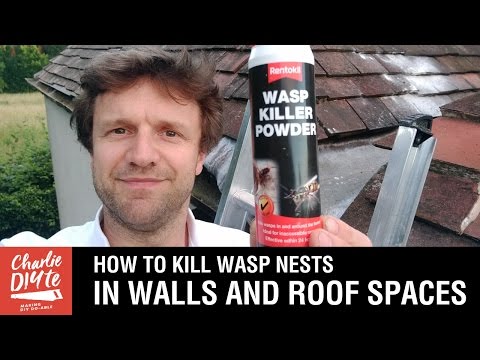 How to Kill Wasps Nests in Walls and Roof Spaces